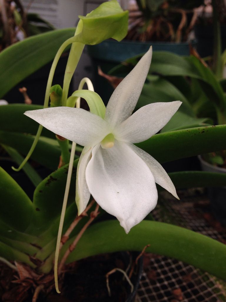Angraecum Leonis (Whole Plant)