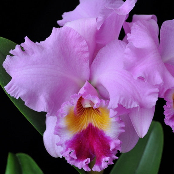 Nana Honda 'Volcano Queen' (Whole Plant)