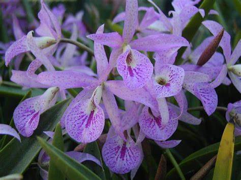 Maikai 'Mayumi' (Whole Plant)