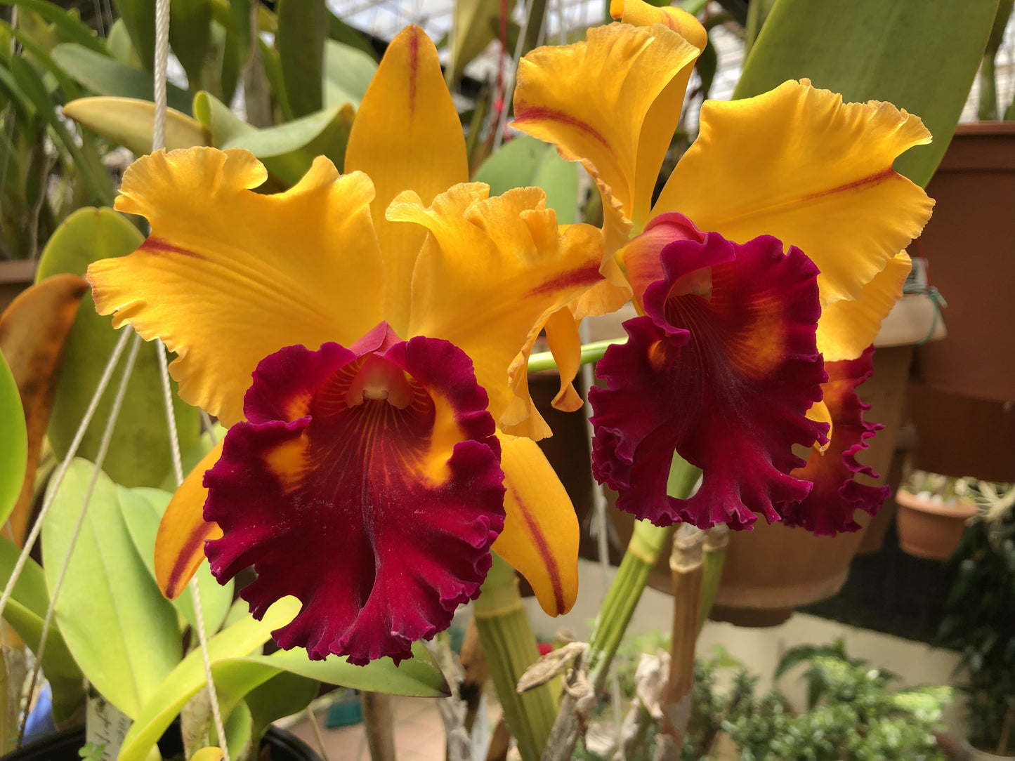 Tainan Gold (Seedling/Plug)