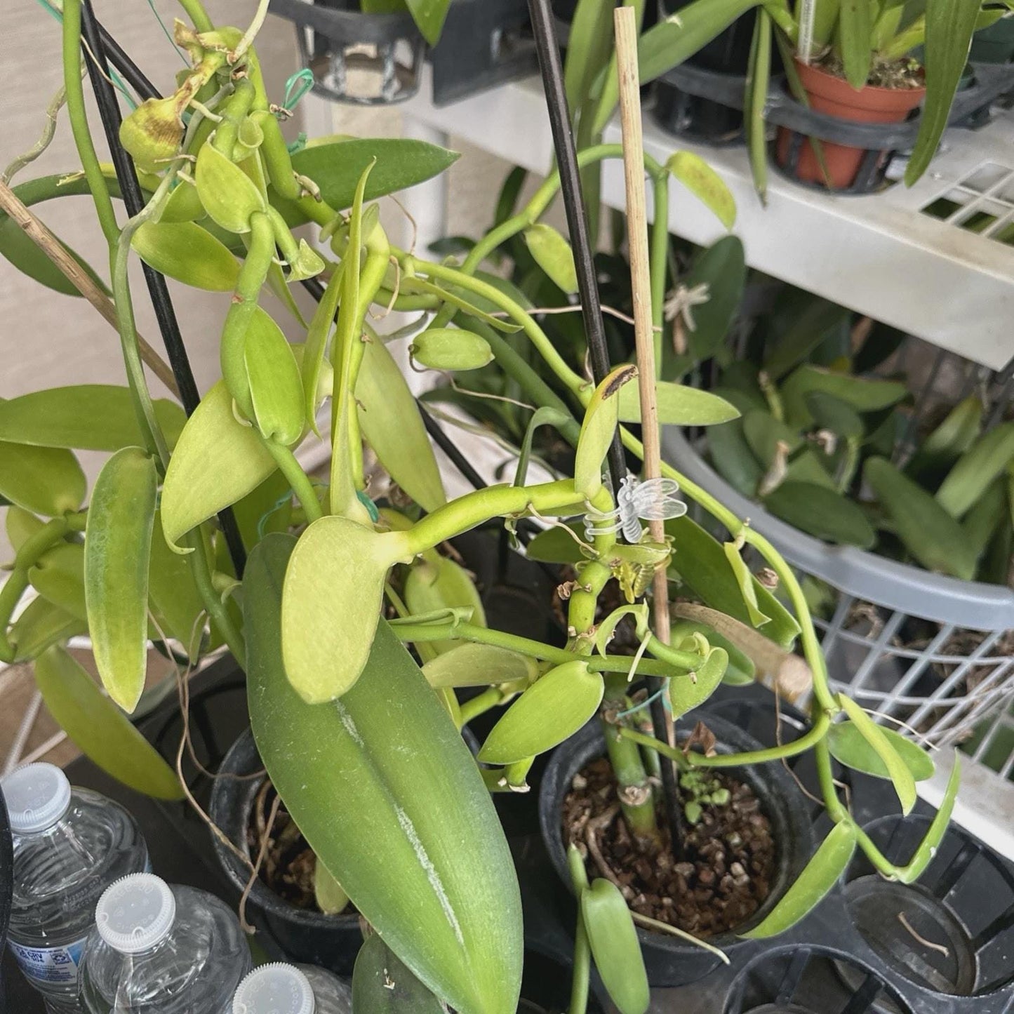 8inch Vanilla Planifolia Orchid Plant Species Rooted-Live Cutting Vanilla Bean Plant