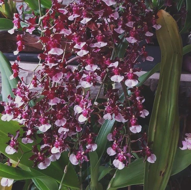 Onc. Sherry Baby 'Sweet Fragrance' Live Orchid - Bulb/Seedling
