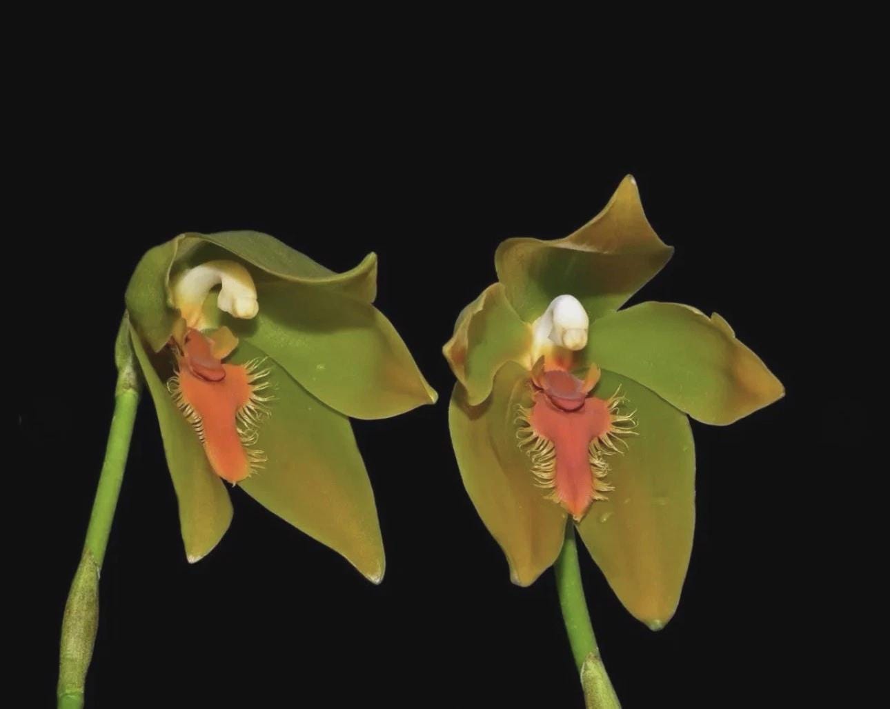 Sudamerlycaste priscilae BS Green Orange Orchid SEEDLING