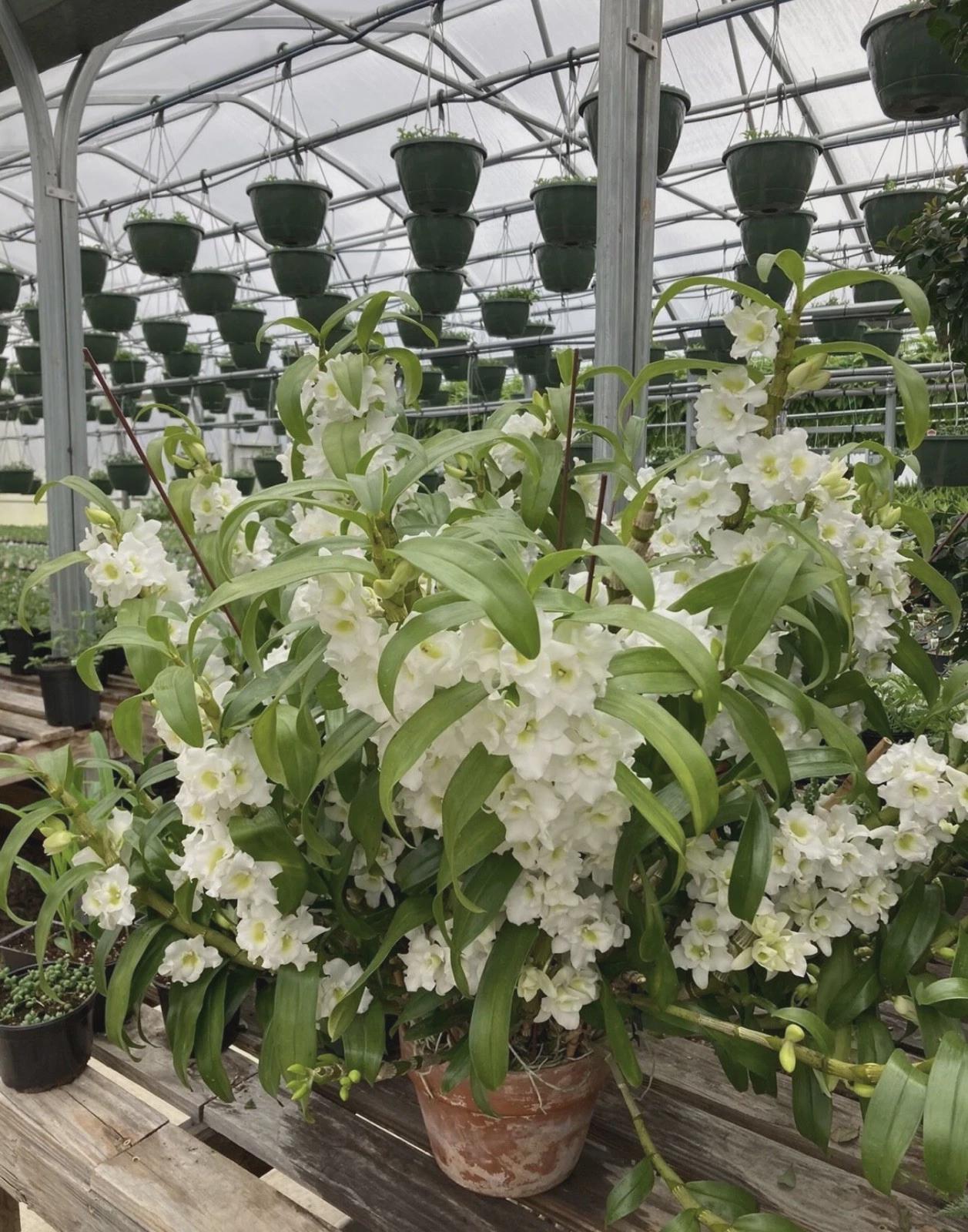 Nobile Dendrobium ‘Spring Valkyrie ROOTED STEM