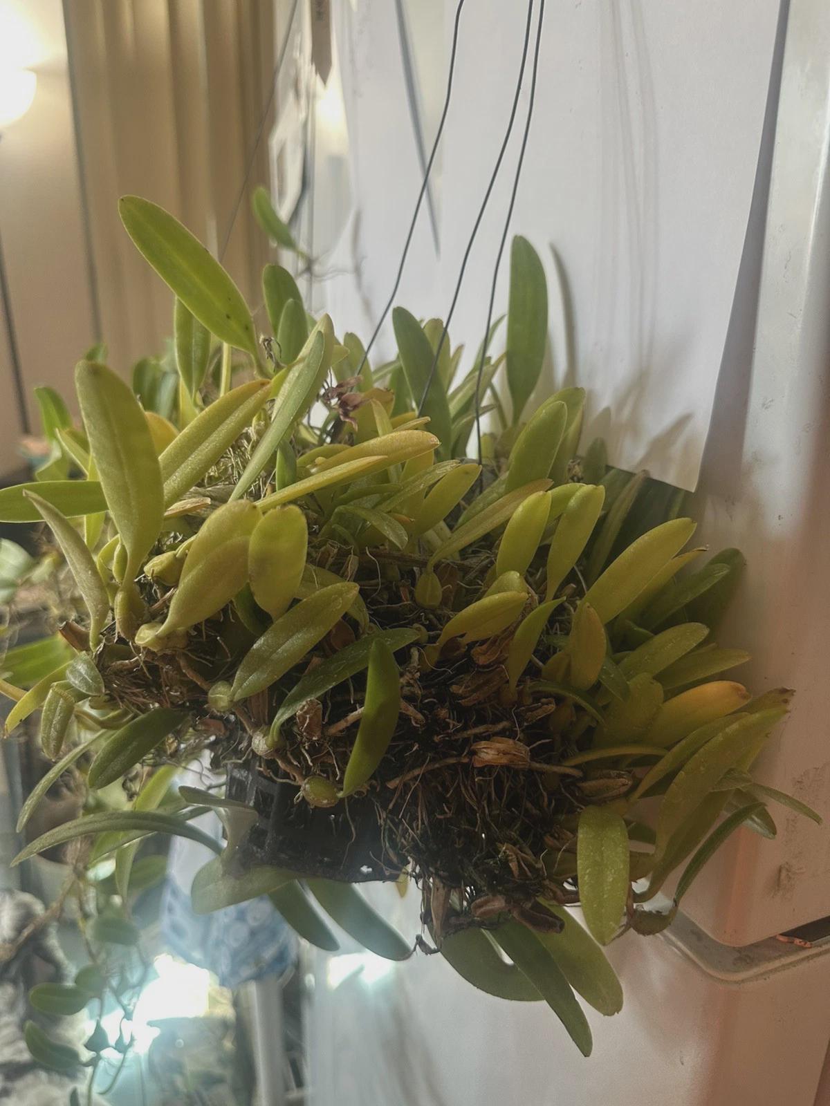 4 BULB SET Orchid Species Bulbophyllum reticulatum ( SEEDLING )