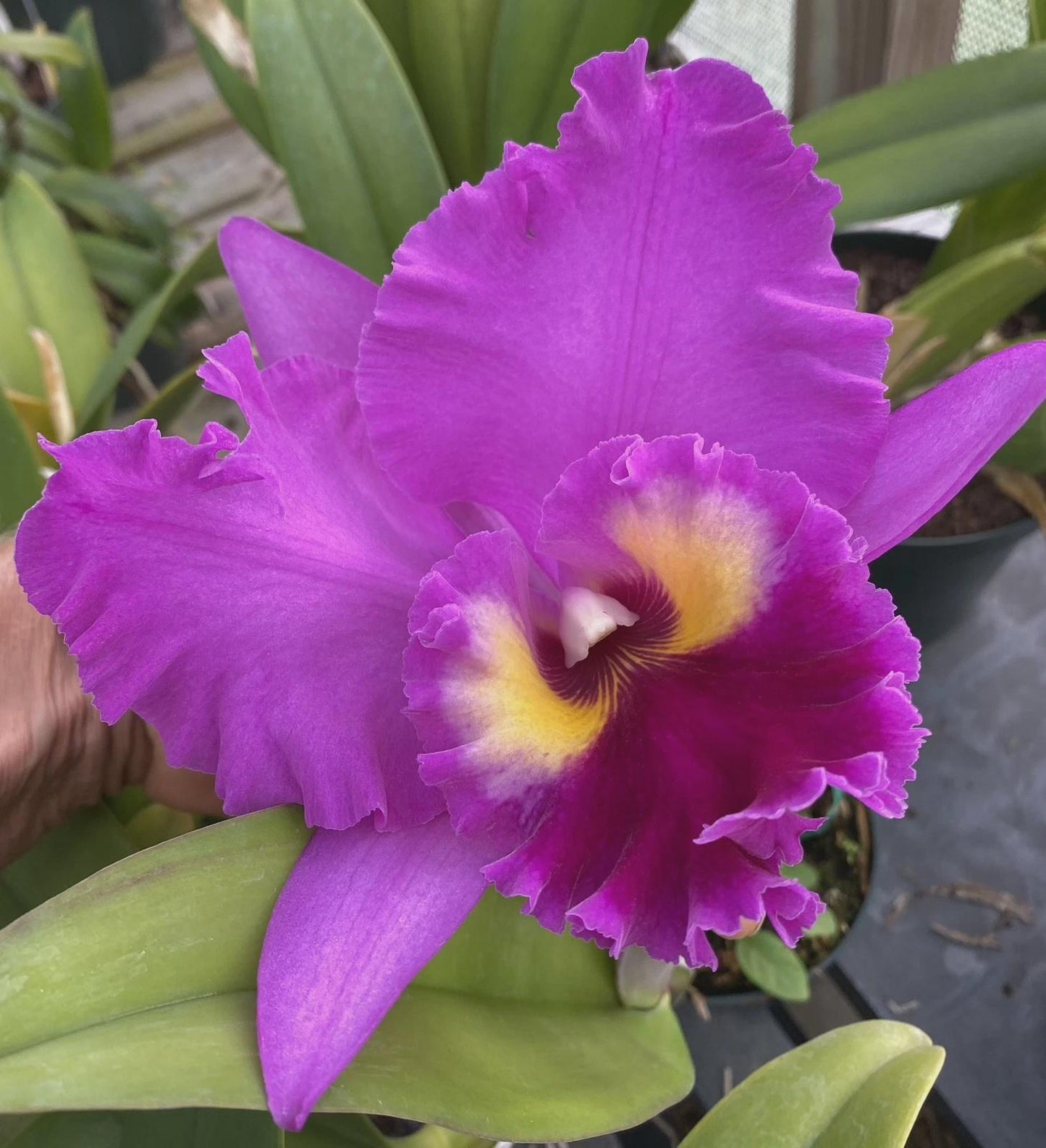 Ronalds Canyon “Koko Head Orchid Seedling