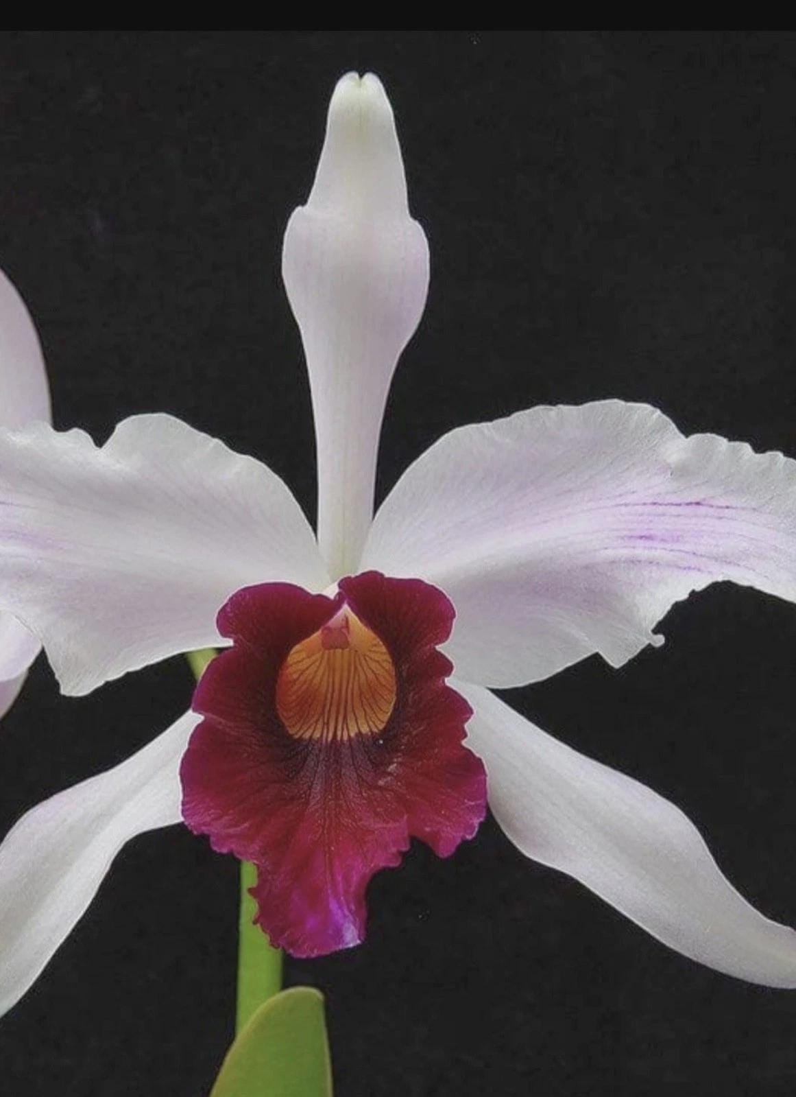 Cattleya orchid SEEDLING plug~laelia Purpurata Var Cinderosa