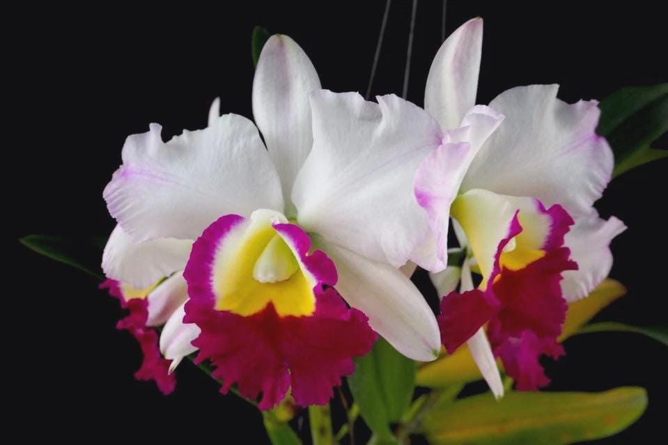 Anna Balmores Orchid Seedling