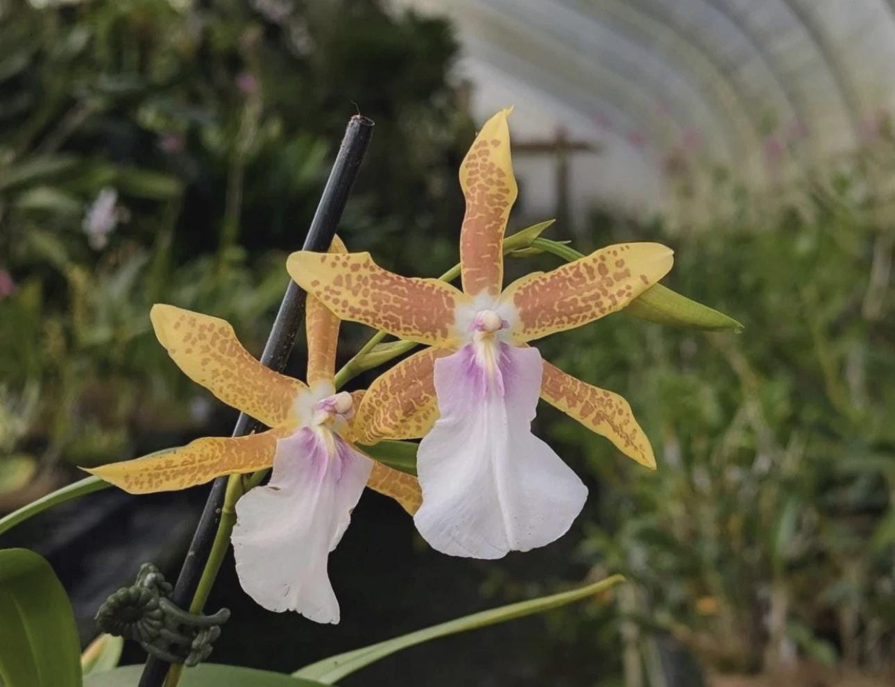 Miltonia Hybrid Orchid Seedling