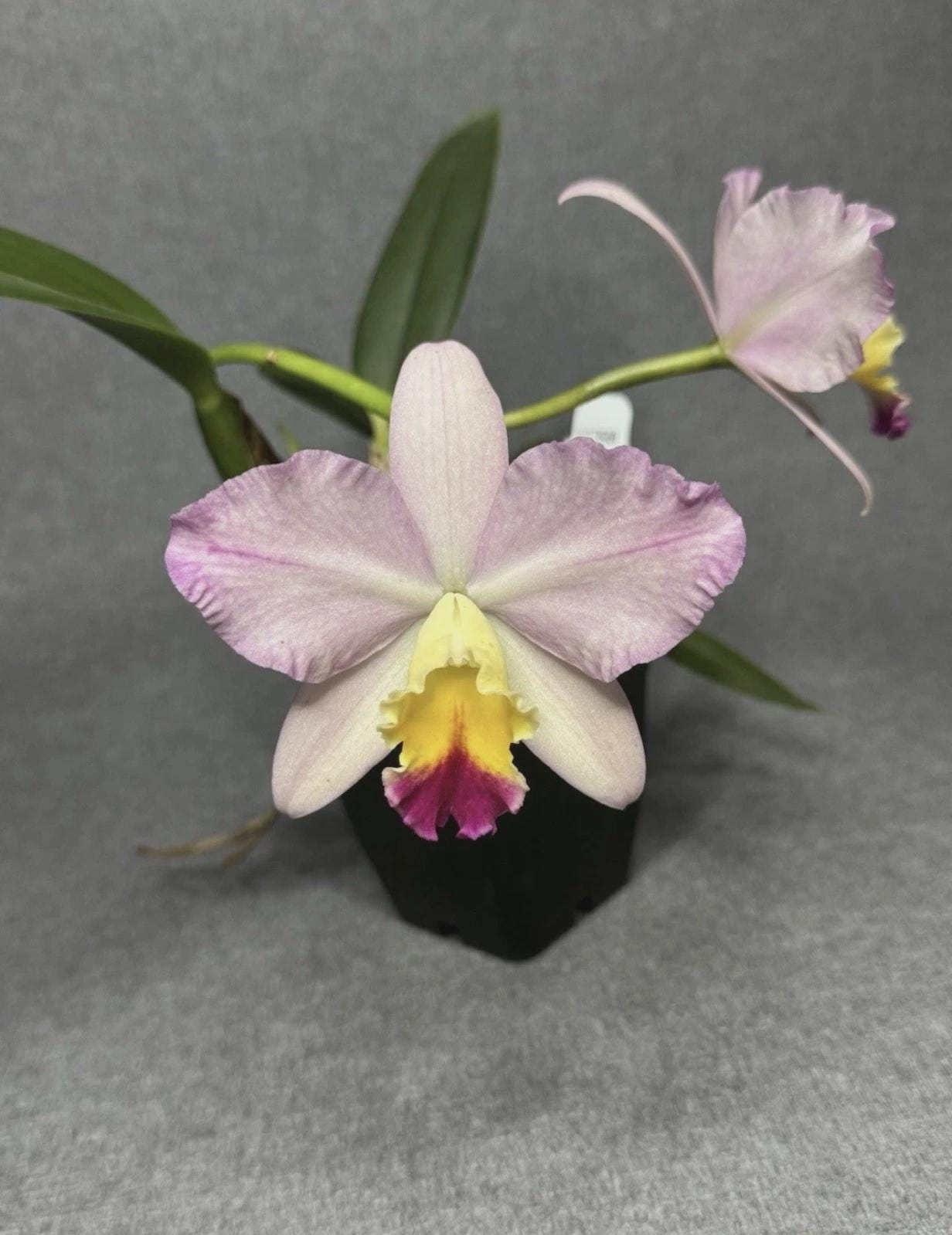 Cattleya - Lc. Maris Magic x Slc. Candy Sparks - SEEDLING