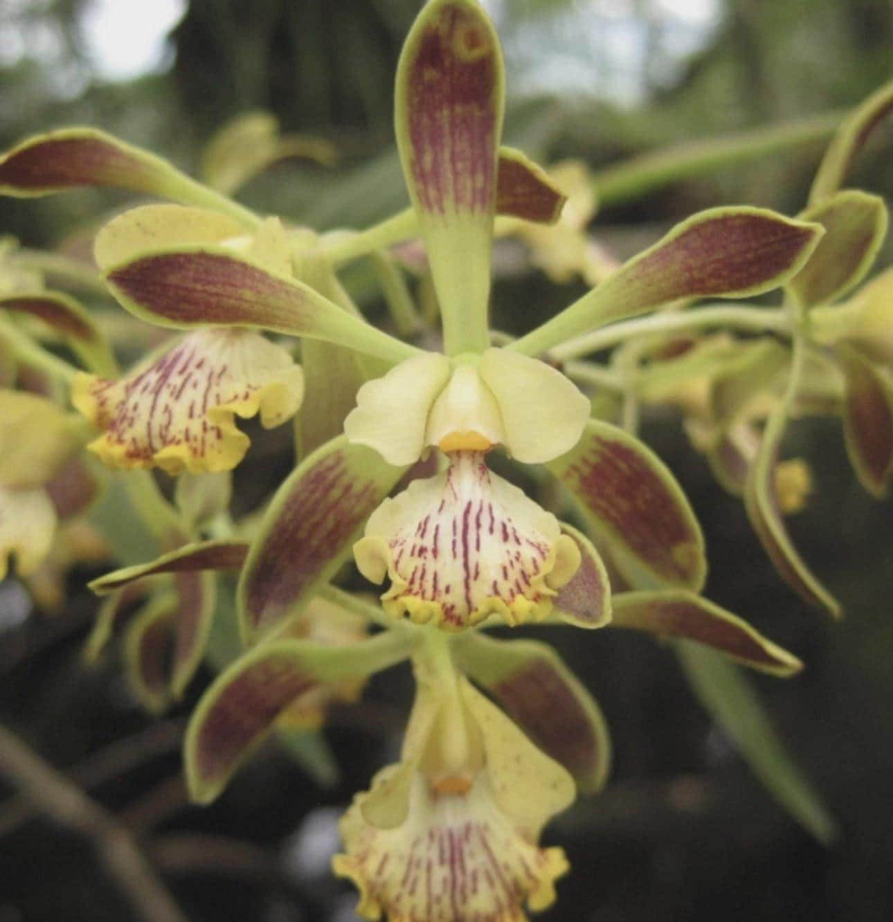Encyclia alata Orchid SEEDLING