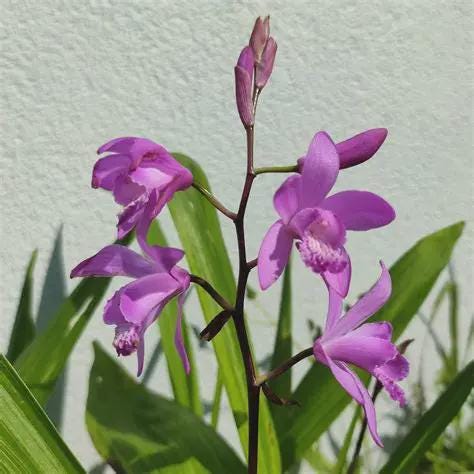 Hyacinth Orchid, Bletilla striata, Chinese Ground Orchid, SEEDLING