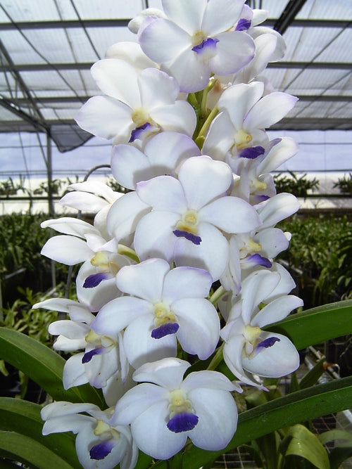 CAO48 Vasco. Viboon Velvet ‘Perfection’ (Whole Plant)