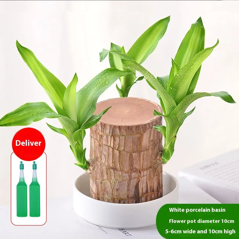 Desktop Liren Green Plant Pot