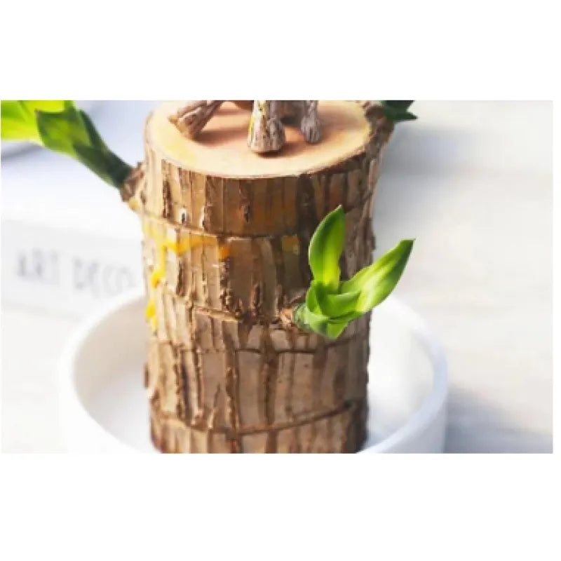 Desktop Liren Green Plant Pot