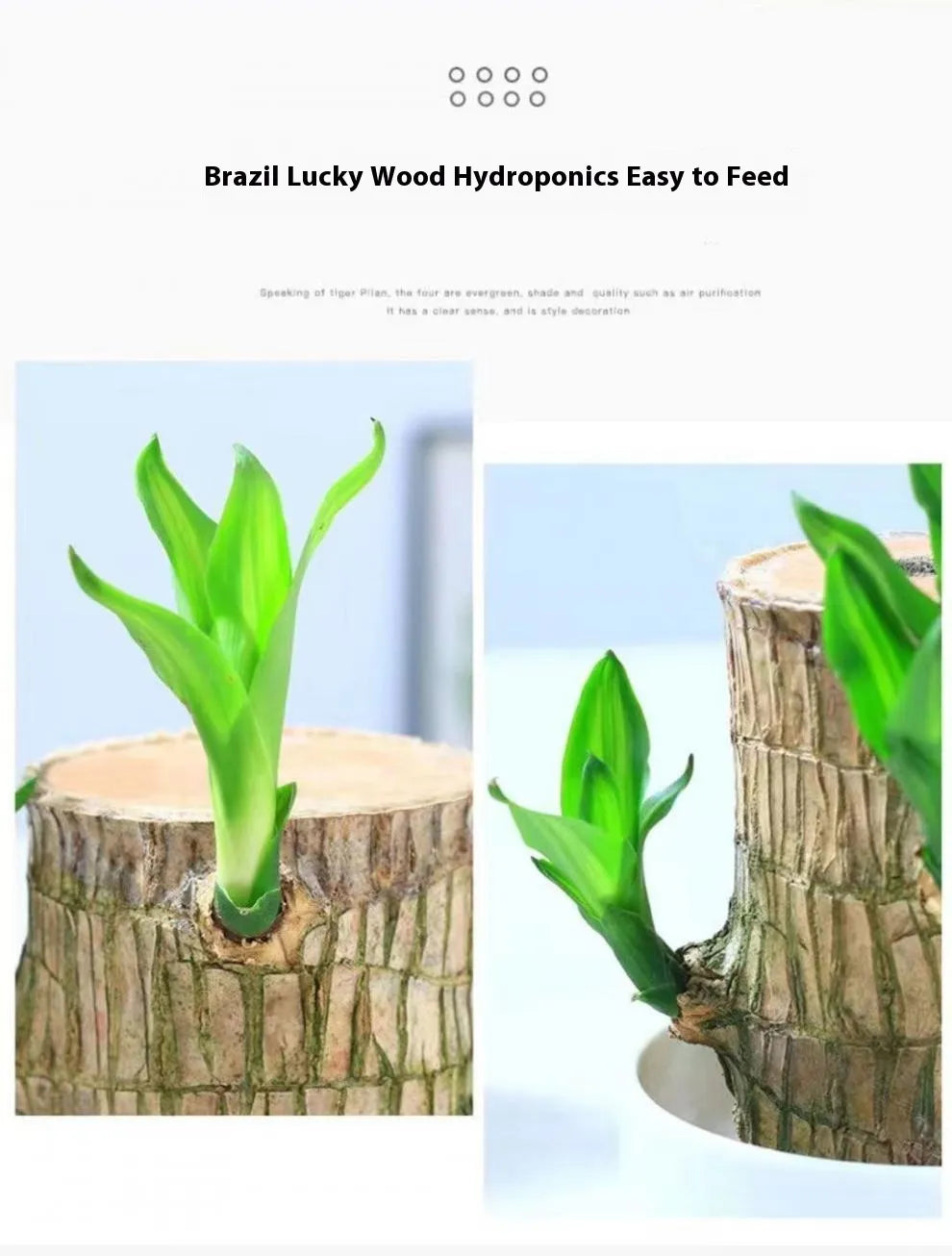 Desktop Liren Green Plant Pot