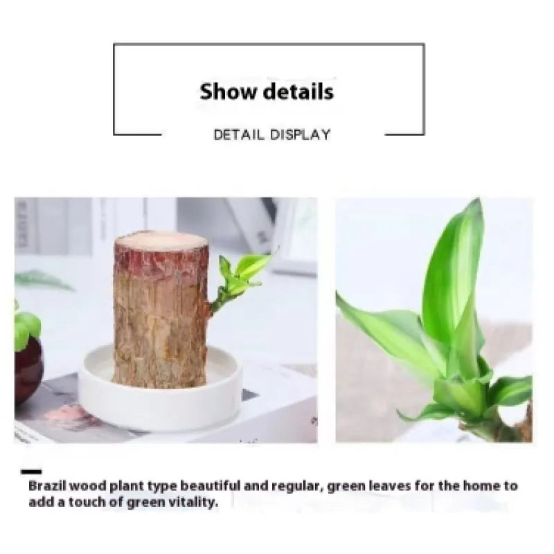 Desktop Liren Green Plant Pot