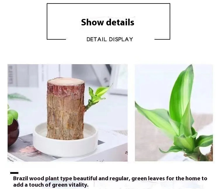 Desktop Liren Green Plant Pot