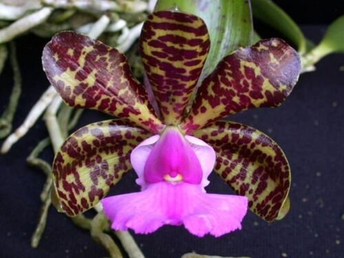 Aclandiae x Sib (Whole Plant)
