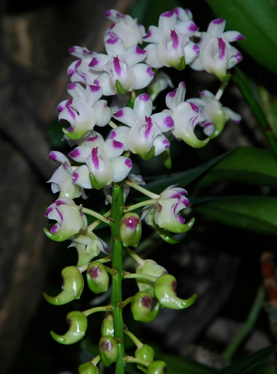Aerides lawrenceae x sib. (Whole Plant)