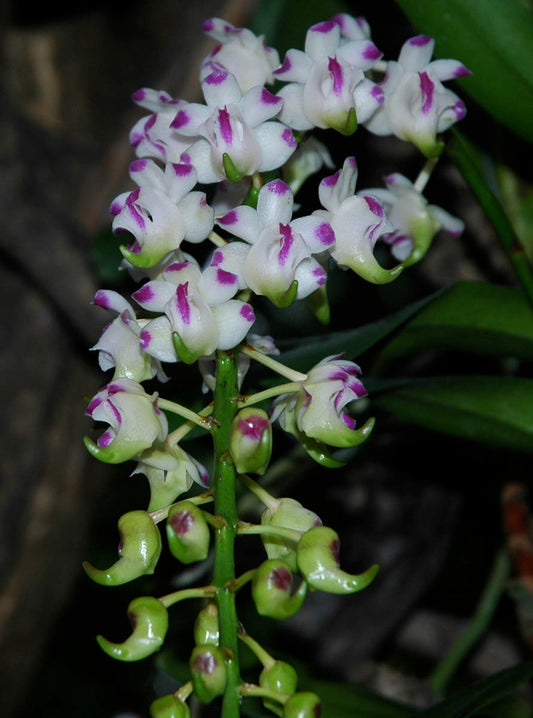 Aerides lawrenceae x sib. (Whole Plant)
