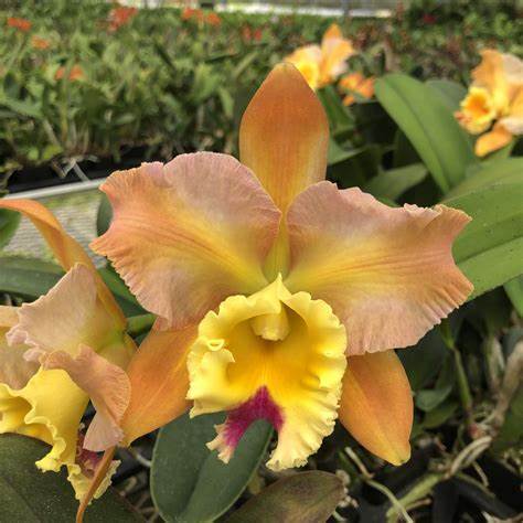 Andy Urasaki (Whole Plant)