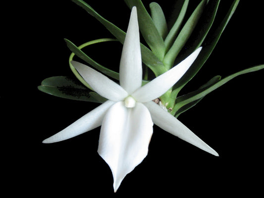 Angraecum Didieri (Whole Plant)