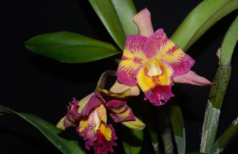 Dendrobium Plug Assortment (50) (Seedling/Plug)