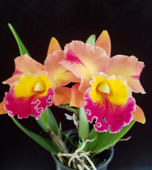 Toshie Aoki x Florence Feary 'Flare' (Whole Plant)