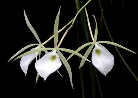 Brassavola Perrinii (Bulb)