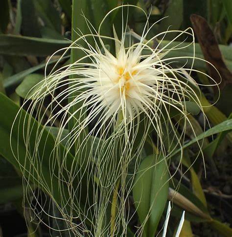 Bulb Medusa (Whole Plant)