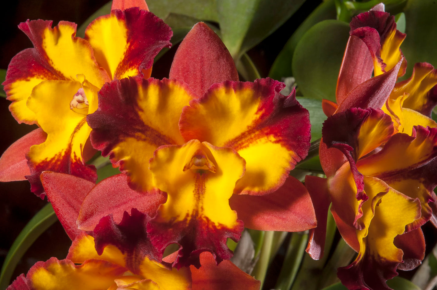 Burana Fire 'Momilani' (Whole Plant)