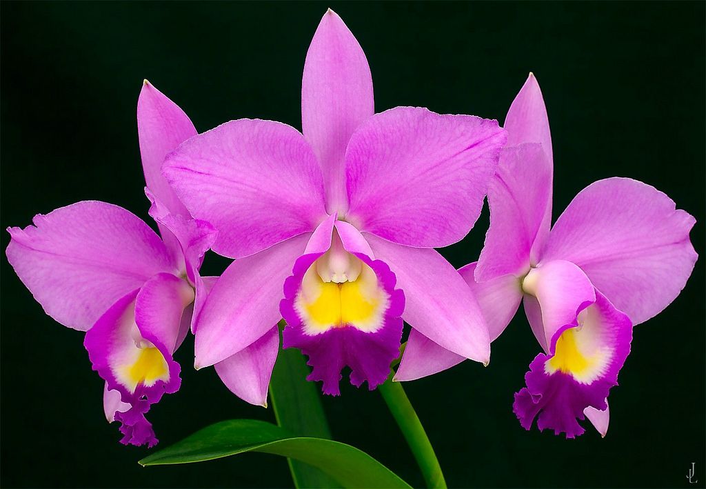 C. Eldorado Cattleya (Whole Plant)