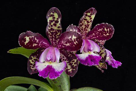 C. Motte Spot 'Paradise' (Whole Plant)