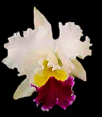 C. Taida Swan ' Polar Bear ' (Whole Plant)