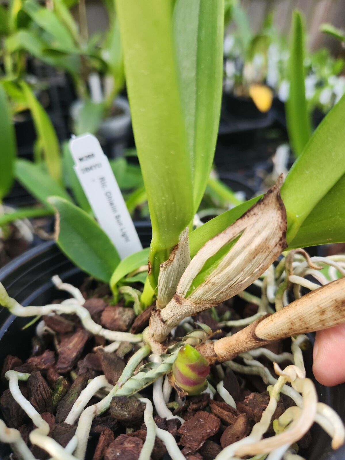 Chialin Sun Light Cattleya (Whole Plant)