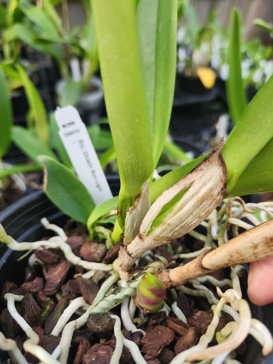 Chialin Sun Light Cattleya (Whole Plant)
