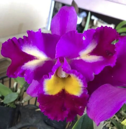 Clift Tsuji 'Hawaiian Bloom' (Whole Plant)