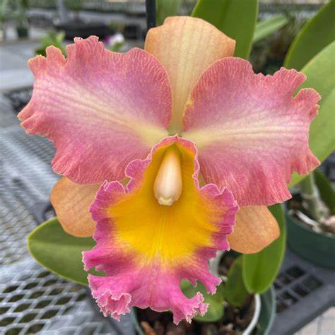 Dendrobium Plug Assortment (20) (Seedling/Plug)