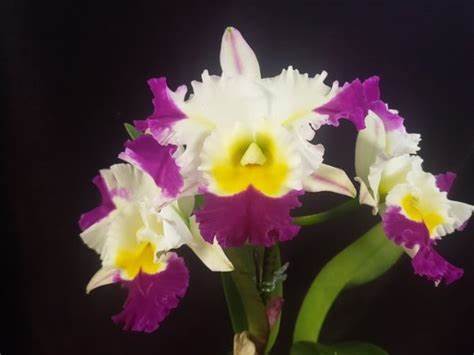 David Matsuura 'Paradise' (Whole Plant)