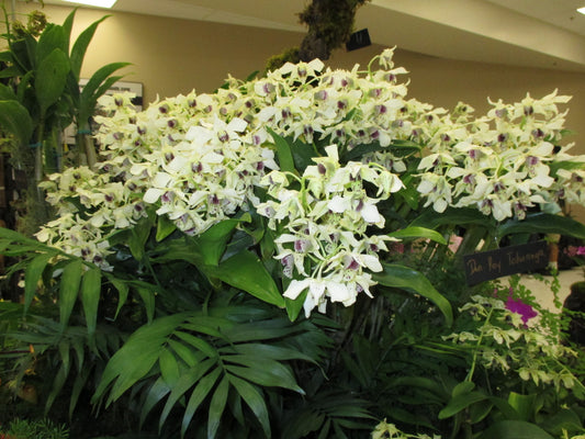 Den. Roy Tokunaga (hybrid cross)