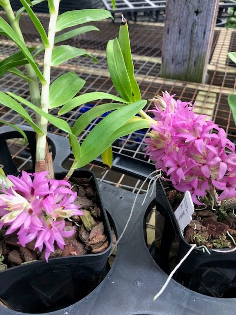 Dendrobium Tanii (Whole Plant)