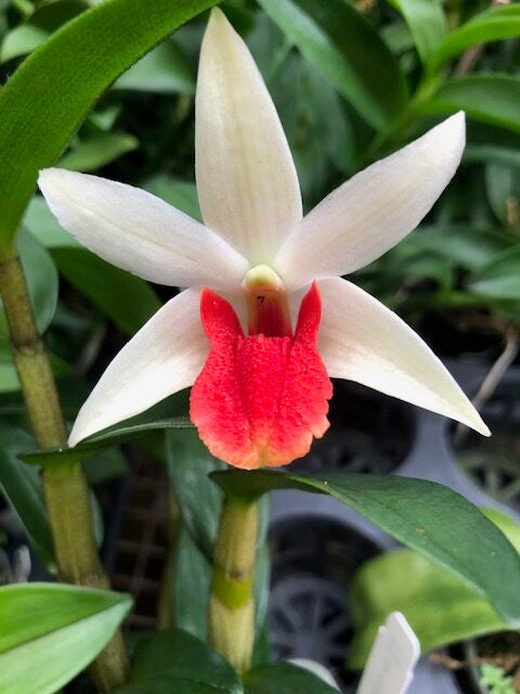 Den. Roongkamol Vejvarut (Whole Plant)