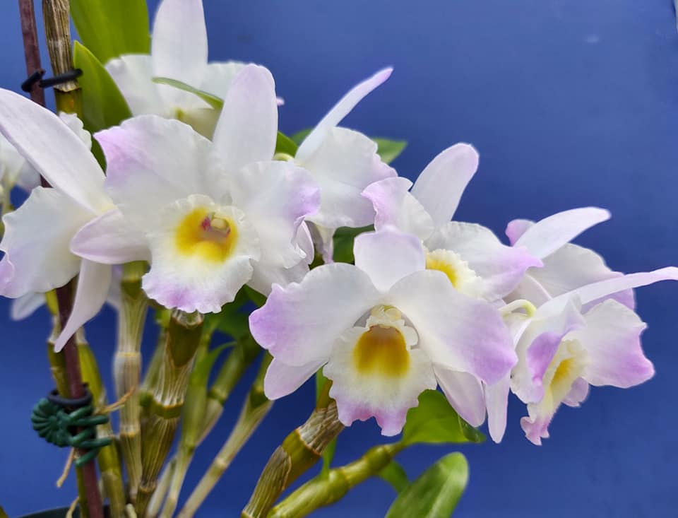 Dendrobium 24 Tian Mu Green Elf (Bulb)