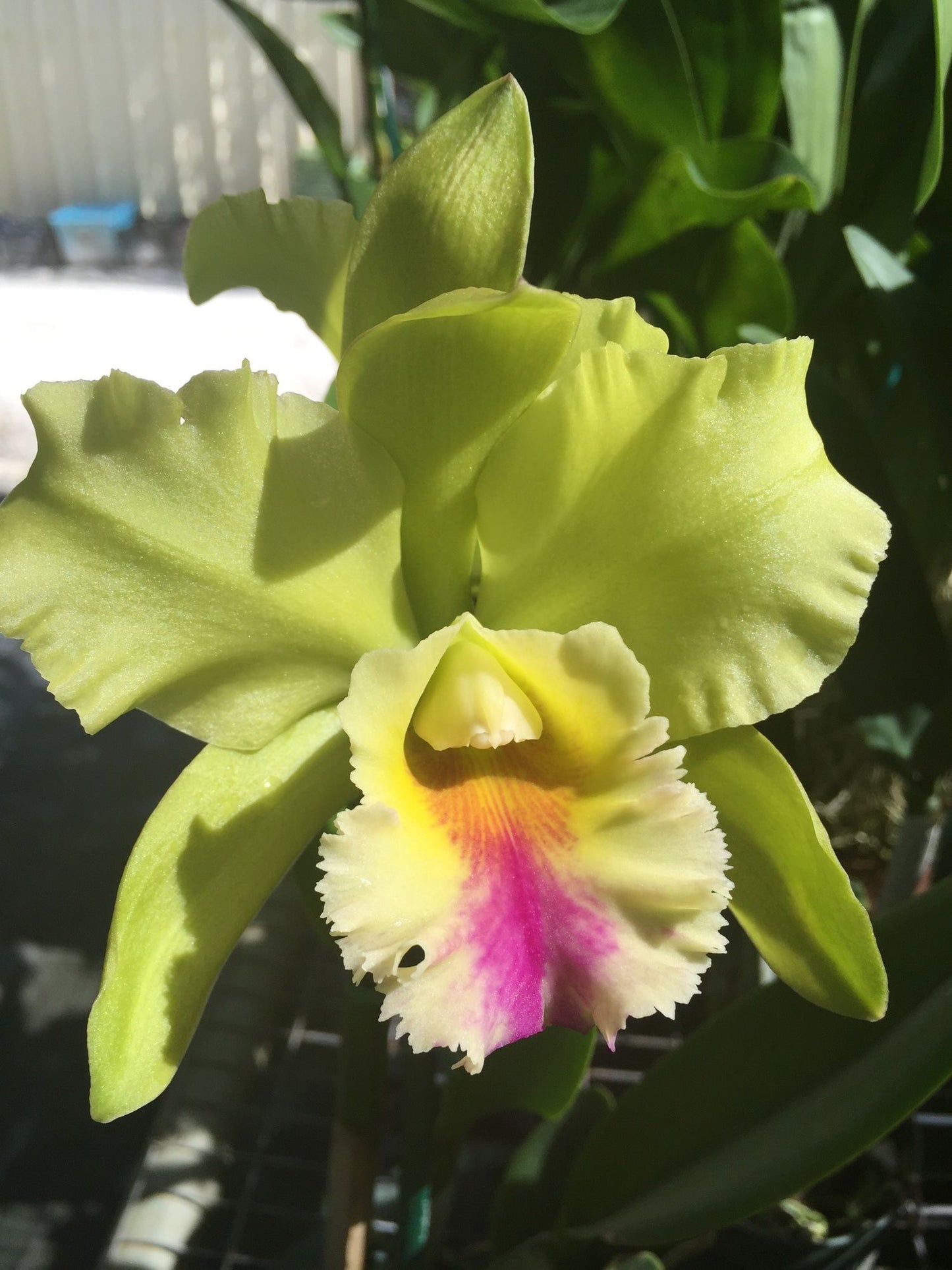 Dewey Forest 'Kudos' (Whole Plant)