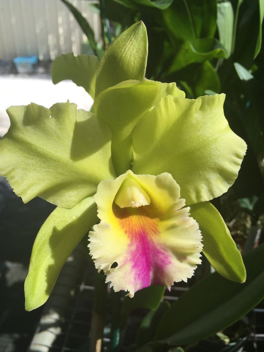 Dewey Forest 'Kudos' (Whole Plant)