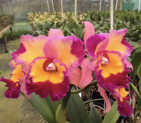 Dick Smith 'Paradise' (Whole Plant)