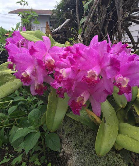 Dendrobium Plug Assortment (20) (Seedling/Plug)