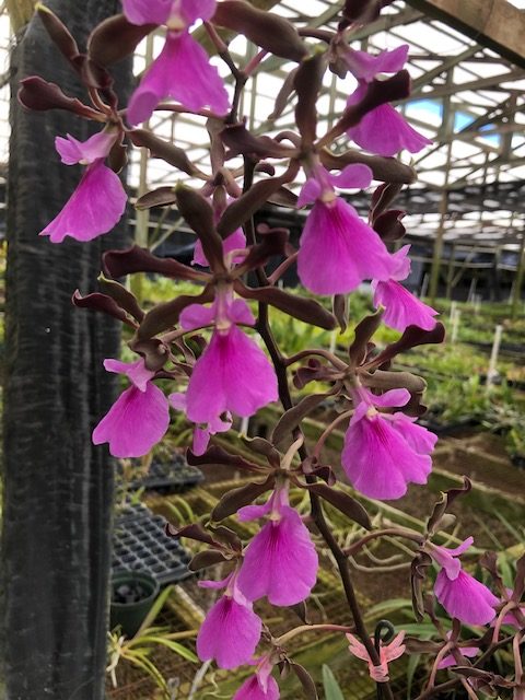 Epi. Rioclarense (Whole Plant)