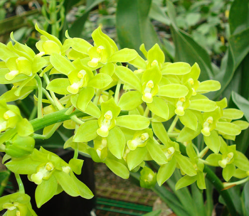 Gram. scriptum ‘Hihimanu’